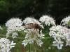 Eristalis pertinax